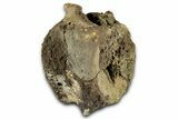 Fossil Triceratops Vertebra Centrum - Montana #351952-3